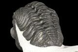 Adrisiops Weugi Trilobite - Recently Described Phacopid #165931-5